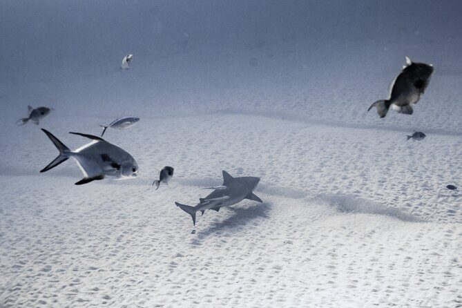 Cenote Diving in Tulum A Thrilling Adventure for Certificates - Authentic Experiences and Authentic Guides