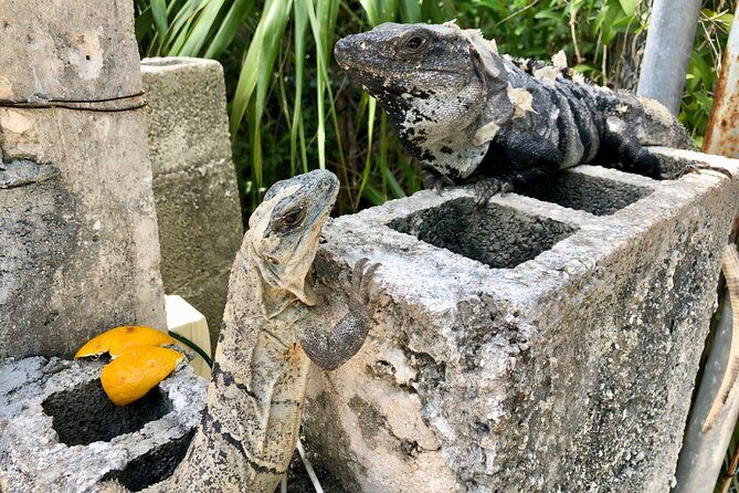 Cenote; Snorkeling and Photos with Colorful Fish - Practical Tips for Your Snorkel Adventure