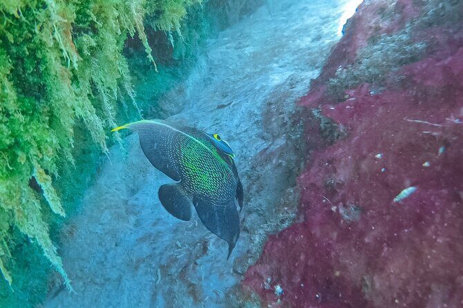 Cenote; Snorkeling and Photos with Colorful Fish - FAQs