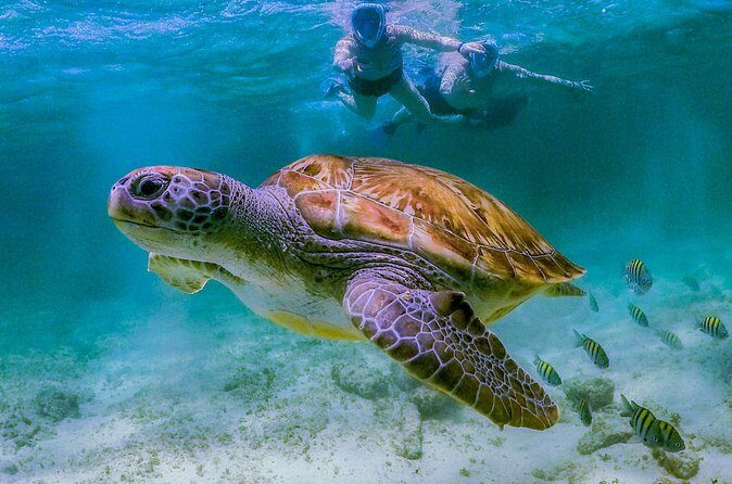 Cenote Turtle and Beach Club Full Day Tour - Who Will Love This Tour?