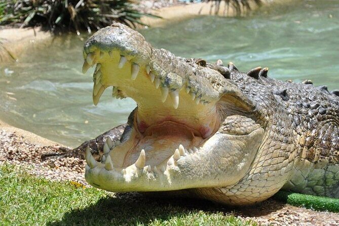 Central Coast Private Day Tour | Beaches, Bays and Wildlife & Reptile Park Entry - The Practicalities: What to Expect