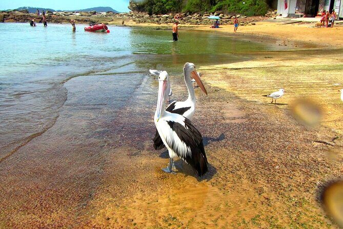 Central Coast Private Day Tour | Beaches, Bays and Wildlife & Reptile Park Entry - Authentic Experiences and Highlights