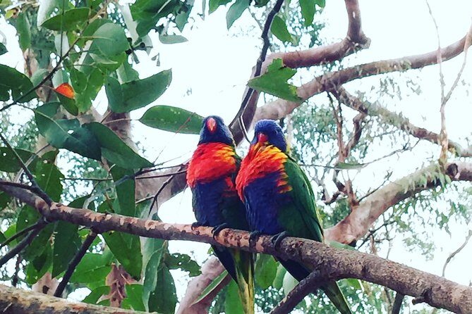 Central Coast Private Tour From Sydney, with Australian Reptile Park Option - The Sum Up