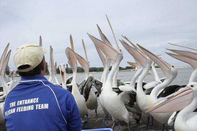 Central Coast Private Tour From Sydney, with Australian Reptile Park Option - FAQ