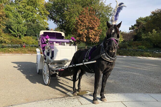 Central Park Horse Carriage Rides Since 2005 - Authentic Insights from Reviewers