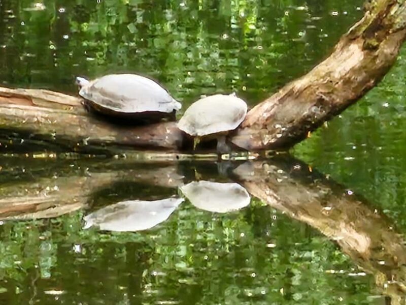 Central Park, NY: Nature, Architecture and Movie Scenes Tour - Authentic Experiences & Authenticity