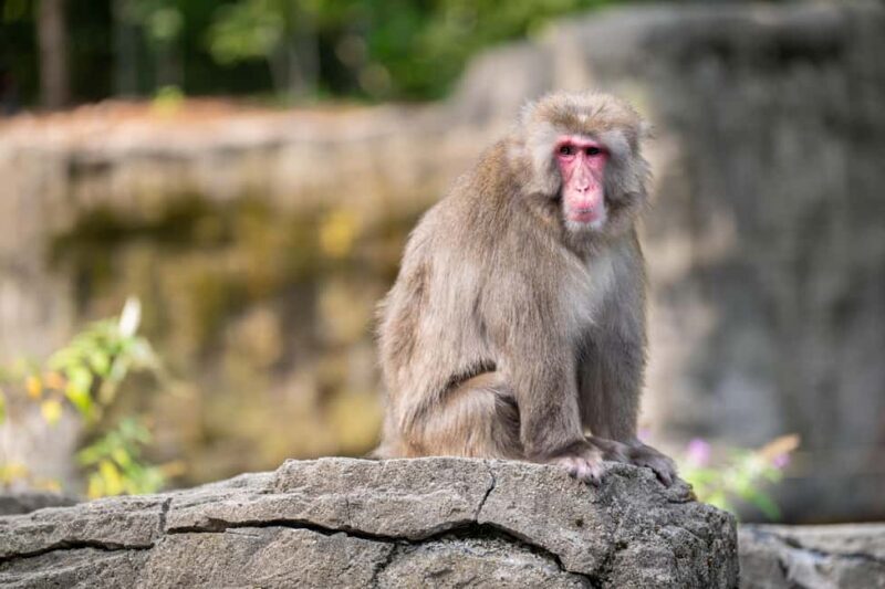 Central Park Zoo Entry Ticket - Key Points