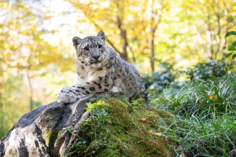 Central Park Zoo Entry Ticket - A Detailed Tour of the Central Park Zoo