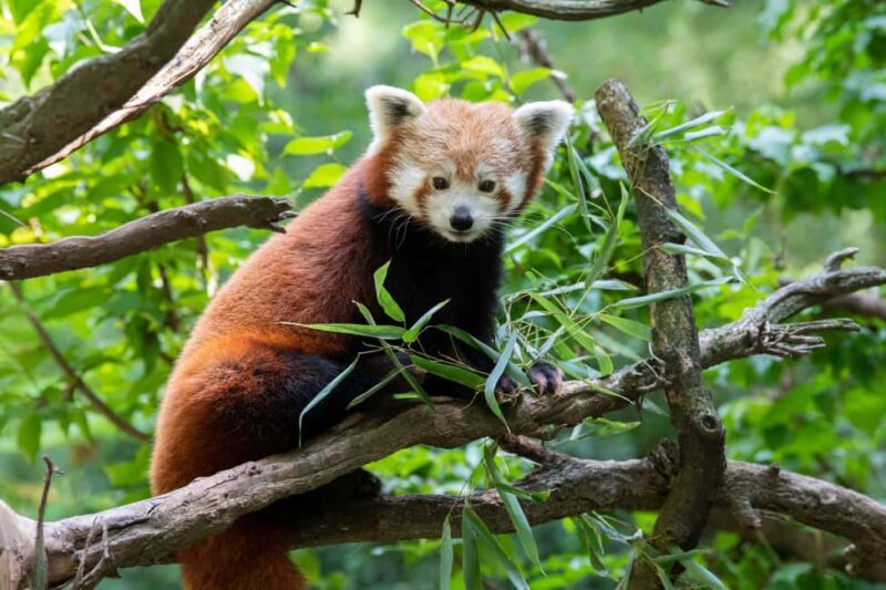 Central Park Zoo Entry Ticket - Final Thoughts: Is It Worth Visiting?