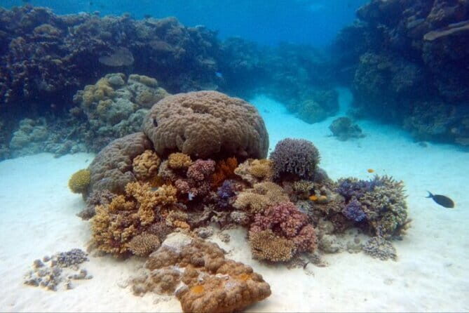 Certified and Beginner Scuba Diving from Pattaya - The Value of This Experience