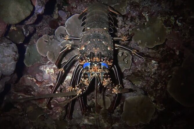 Certified Beach Night Dive - Key Points