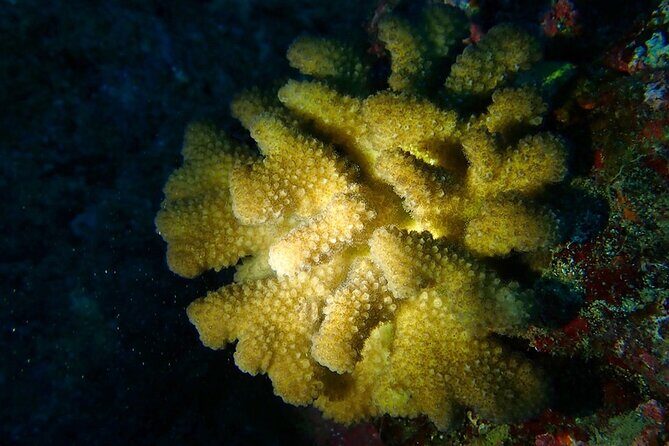 Certified Beach Night Dive - FAQs