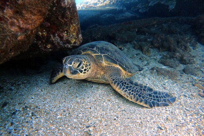 Certified Divers! Scuba dive the Ka'anapali Coast and more! - Key Points