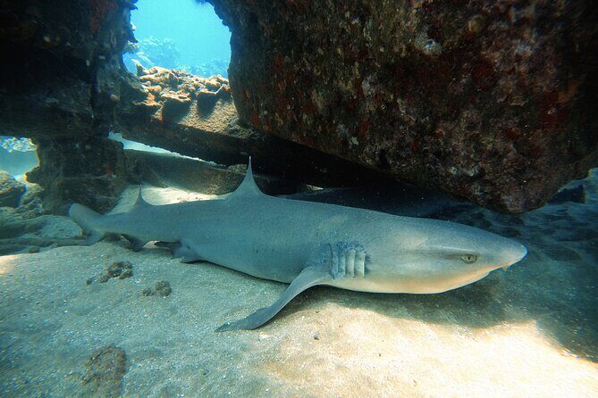 Certified Divers! Scuba dive the Ka'anapali Coast and more! - What to Expect from the Maui Shore Dive Experience