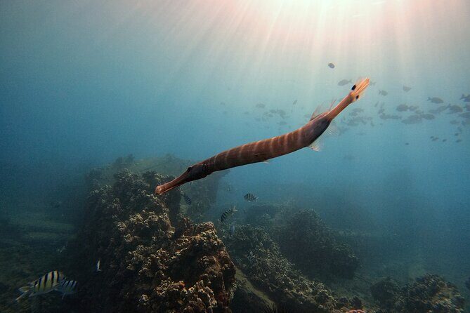 Certified Divers! Scuba dive the Ka'anapali Coast and more! - Who Is This Tour Best For?