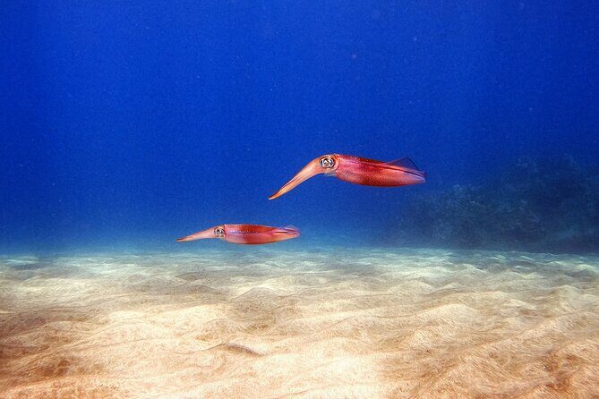 Certified Divers! Scuba dive the Ka'anapali Coast and more! - The Sum Up