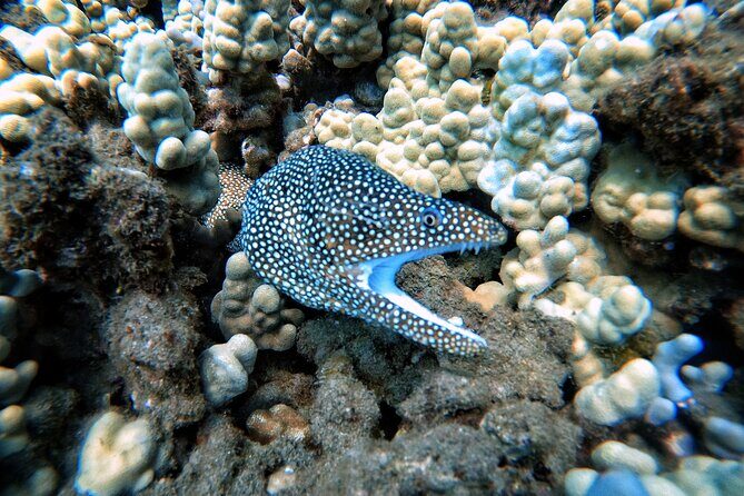 Certified Divers! Scuba dive the Ka'anapali Coast and more! - FAQ