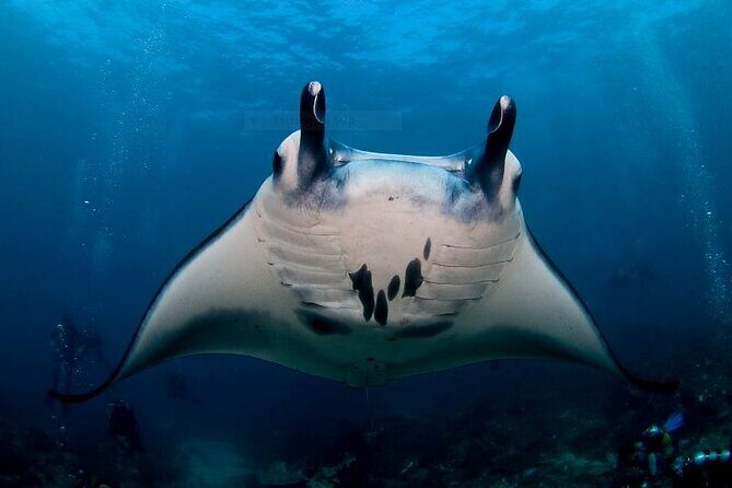 Certified Scuba Dive with Manta Rays (Open Water Diver minimum) - Review of the Certified Scuba Dive with Manta Rays in Nusa Penida, Bali