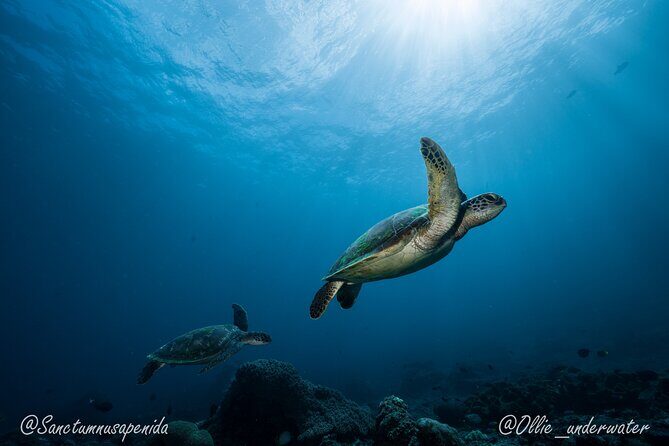 Certified Scuba Dive with Manta Rays (Open Water Diver minimum) - The Sum Up: Who Is This Tour Perfect For?