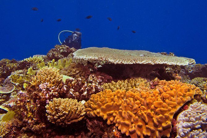 Certified Scuba Diving with Whitetip Marine Adventures team - Key Points