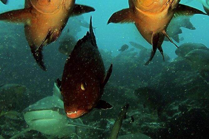 Certified Scuba Diving with Whitetip Marine Adventures team - The Value of This Tour