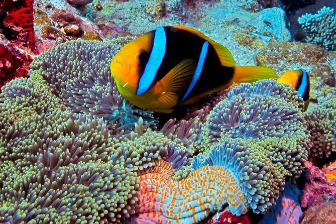 Certified Scuba Diving with Whitetip Marine Adventures team - Who Is This Tour Best For?