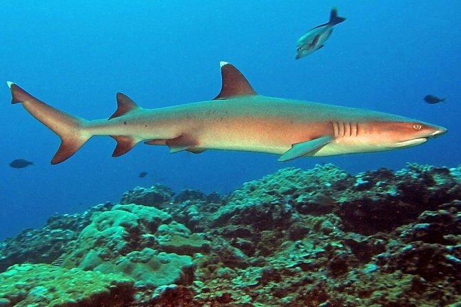 Certified Scuba Diving with Whitetip Marine Adventures team - The Sum Up