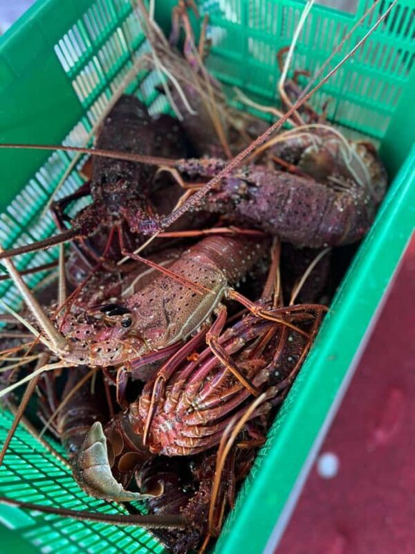 Cervantes: Lobster Catching Tour - Who Will Love This Tour?