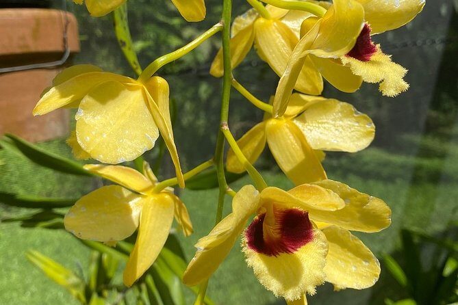 CFC Hot Spring Mud Pool,Garden Of Sleeping Giant And Village Visit Half Day Tour - The Sum Up: The Ideal Fiji Experience in a Nutshell