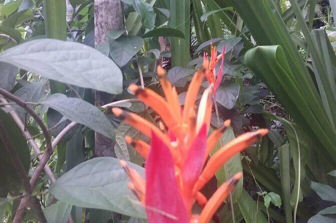 CFC Hot Spring Mud Pool,Garden Of Sleeping Giant And Village Visit Half Day Tour - FAQ