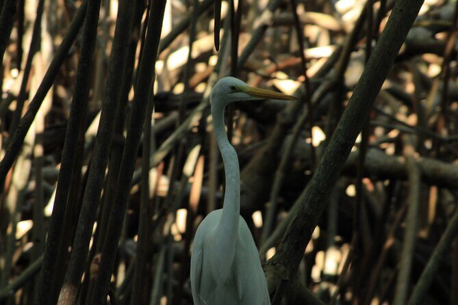 Chacahua Afternoon Journey - Who Will Love This Tour?