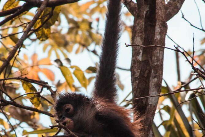 Chacchoben Mayan Ruins and Bacalar Lagoon from Costa Maya - FAQs