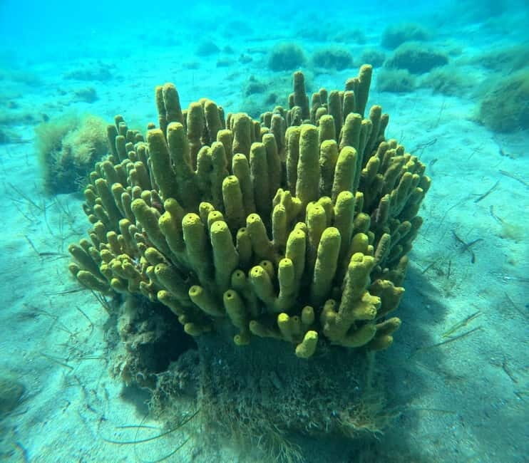 Chalkidiki: Snorkeling Adventure in Sithonia - Key Points