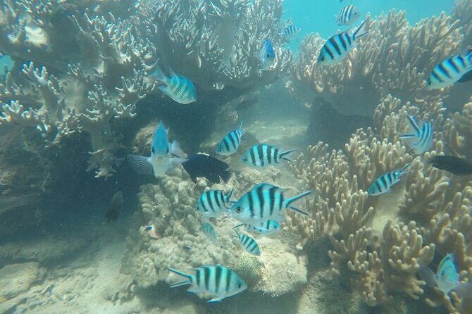 Cham Island Exploration Tour and Swimming with Local Guide - The Itinerary in Detail