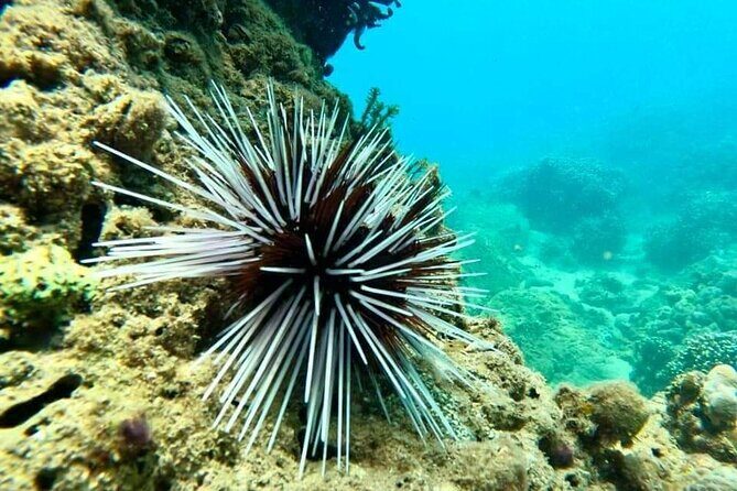 Cham Island Snorkeling Daily Group Tour, Sunbathing, nice beaches - FAQ