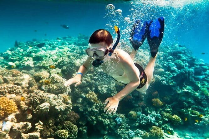 Cham Island Snorkeling Day Trip Explore from Hoi An or Da Nang - Exploring the Cham Island Snorkeling Day Trip: What Travelers Need to Know