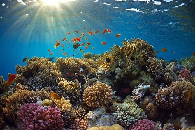 Cham Island Snorkeling Tour- Group Tour - Who Is This Tour Best For?