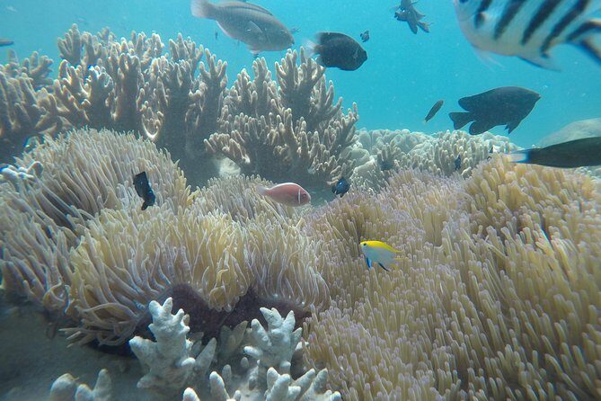 Cham Islands Snorkeling Tour by Wooden Boat from Hoi An - Key Points