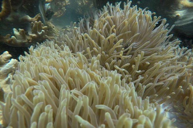 Cham Islands Snorkeling Tour by Wooden Boat from Hoi An - How to Get the Most Out of Your Day