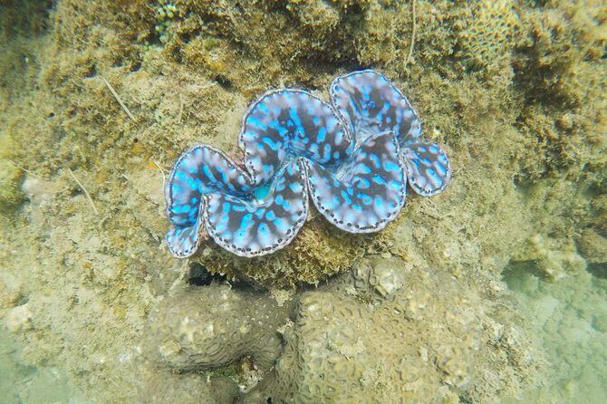 Cham Islands Snorkeling Tour by Wooden Boat from Hoi An - Who is This Tour Best For?