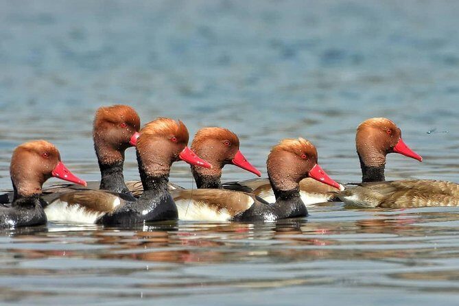 Chambal River Safari - An In-Depth Look at the Chambal River Safari