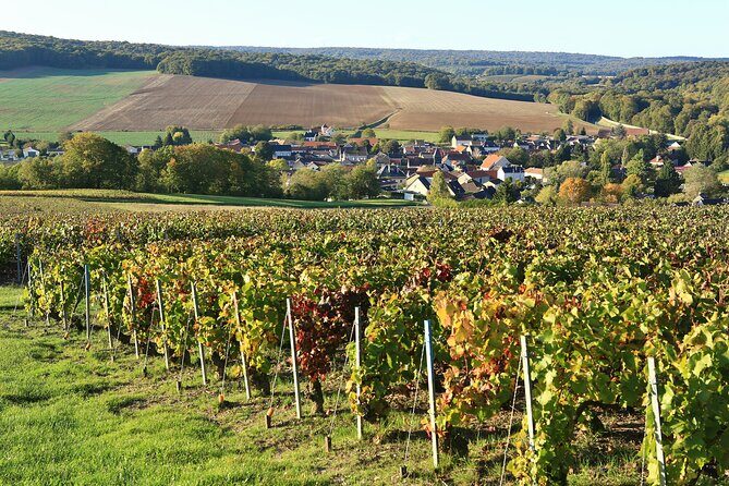 Champagne Guy De Chassey: Traditional Tour & Tasting - Who should consider this tour?