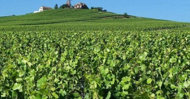 Champagne Region from Paris: Reims and Champagne Tasting - Who Should Book This Tour?