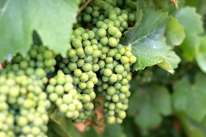 Champagne VIP Day Trip from Paris With Local PRIVATE Wine Expert Guide - Practical Details