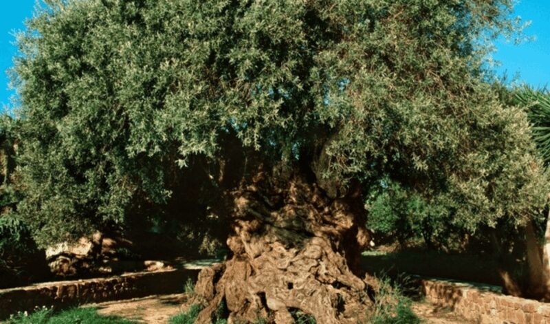 Chania Luxuries: Secrets of Wine and Olive Oil Tastings - Frequently Asked Questions