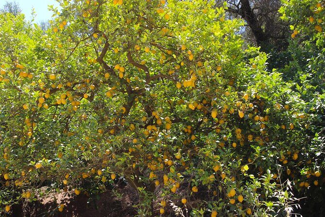 Chania Nature & Villages, White Mountains & Unique Cretan Lunch - What the Reviews Say