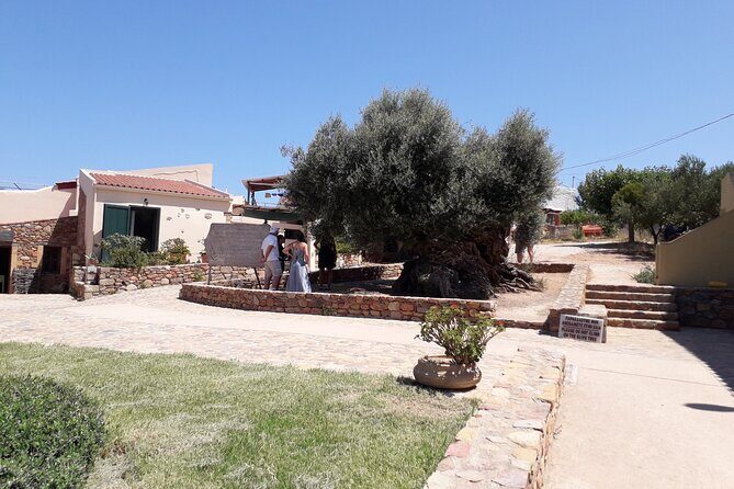 Chania Old Town - Millennial Olive Tree - Olive Oil Mill - What We Loved and Considered