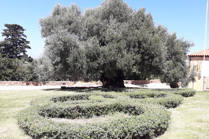 Chania Old Town - Millennial Olive Tree - Olive Oil Mill - Who This Tour Is Best For