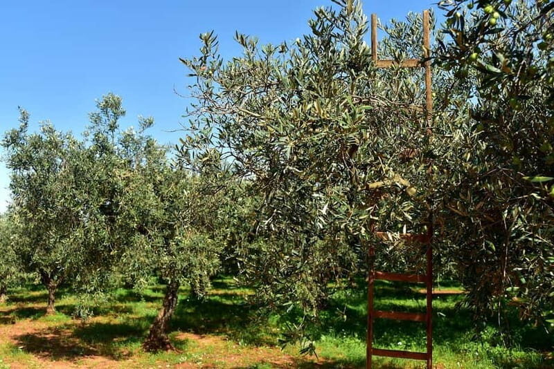 Chania: Olive Harvest Day Trip with Guide & Transport - Key Points