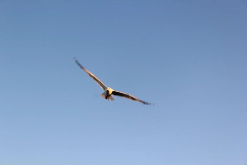 Chania Pink Sand Beaches Private Tour: Elafonisi & Falasarna - Practical Details and Considerations